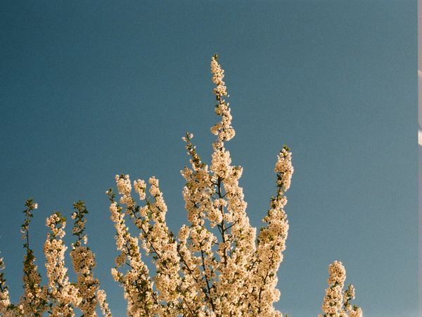 Wheat Field