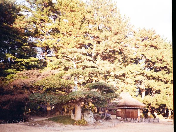 Japanese Garden