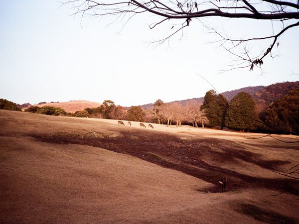 Desert/vegetation