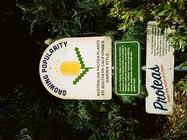 Rainforest
