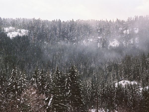 Tree Farm
