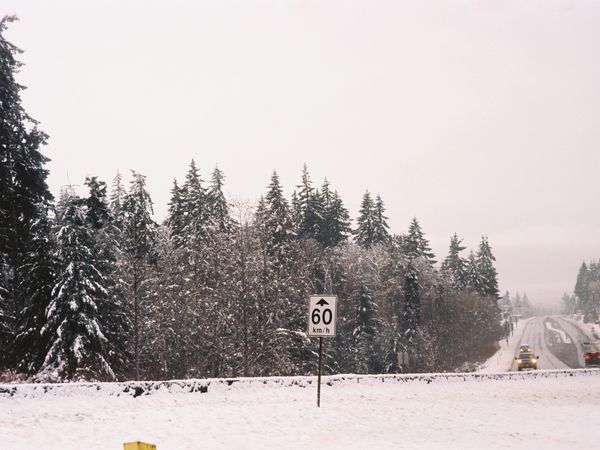 Tree Farm